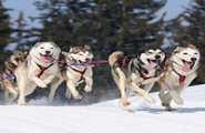 A Krabloonik Dog Sled 