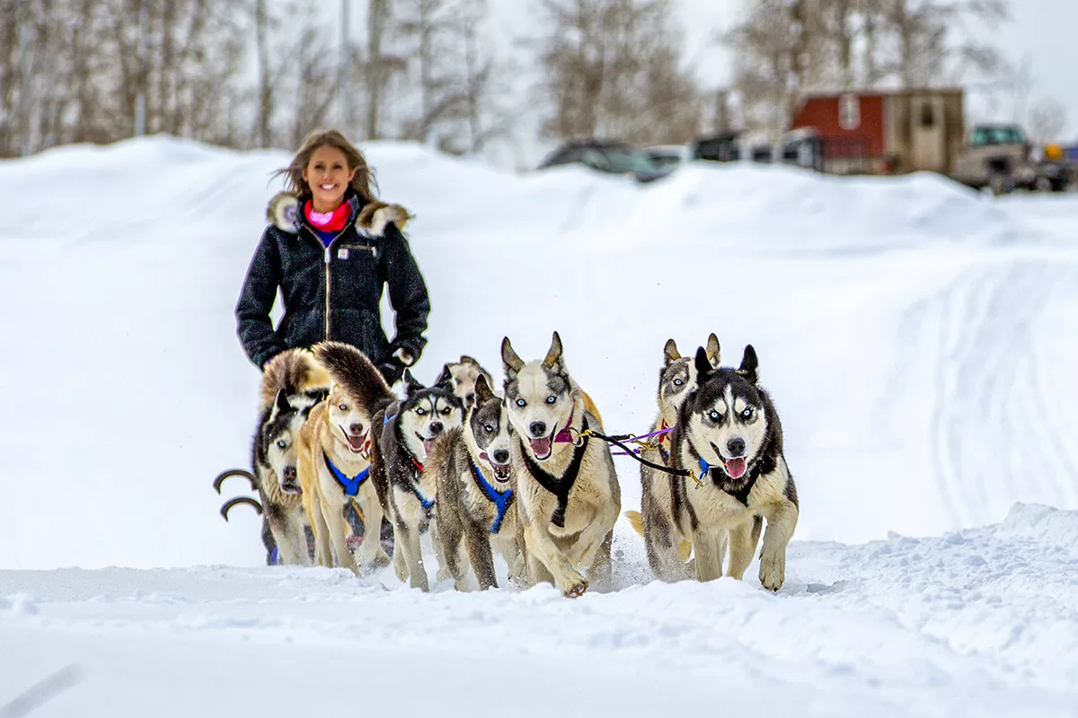 dog sled rides