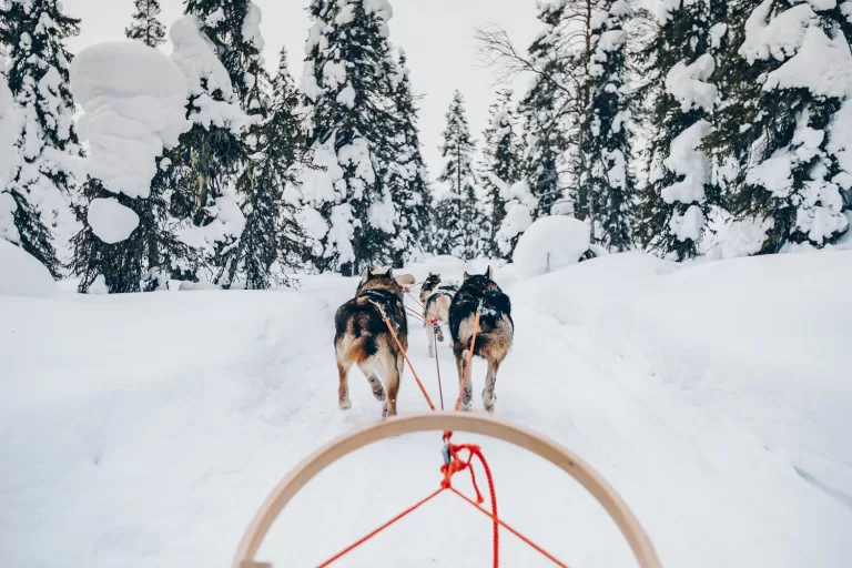 dog sledding