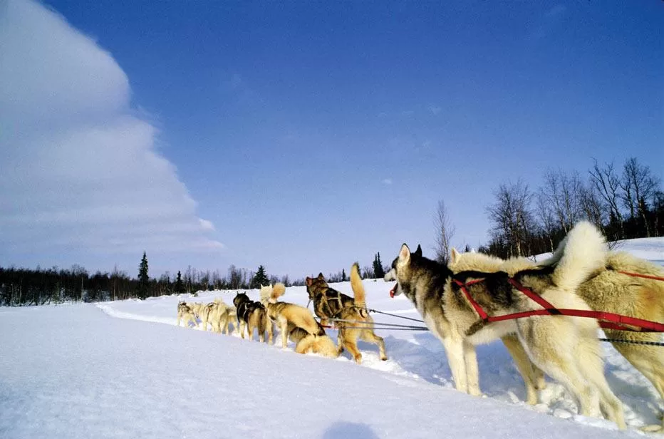 Dog Sledding