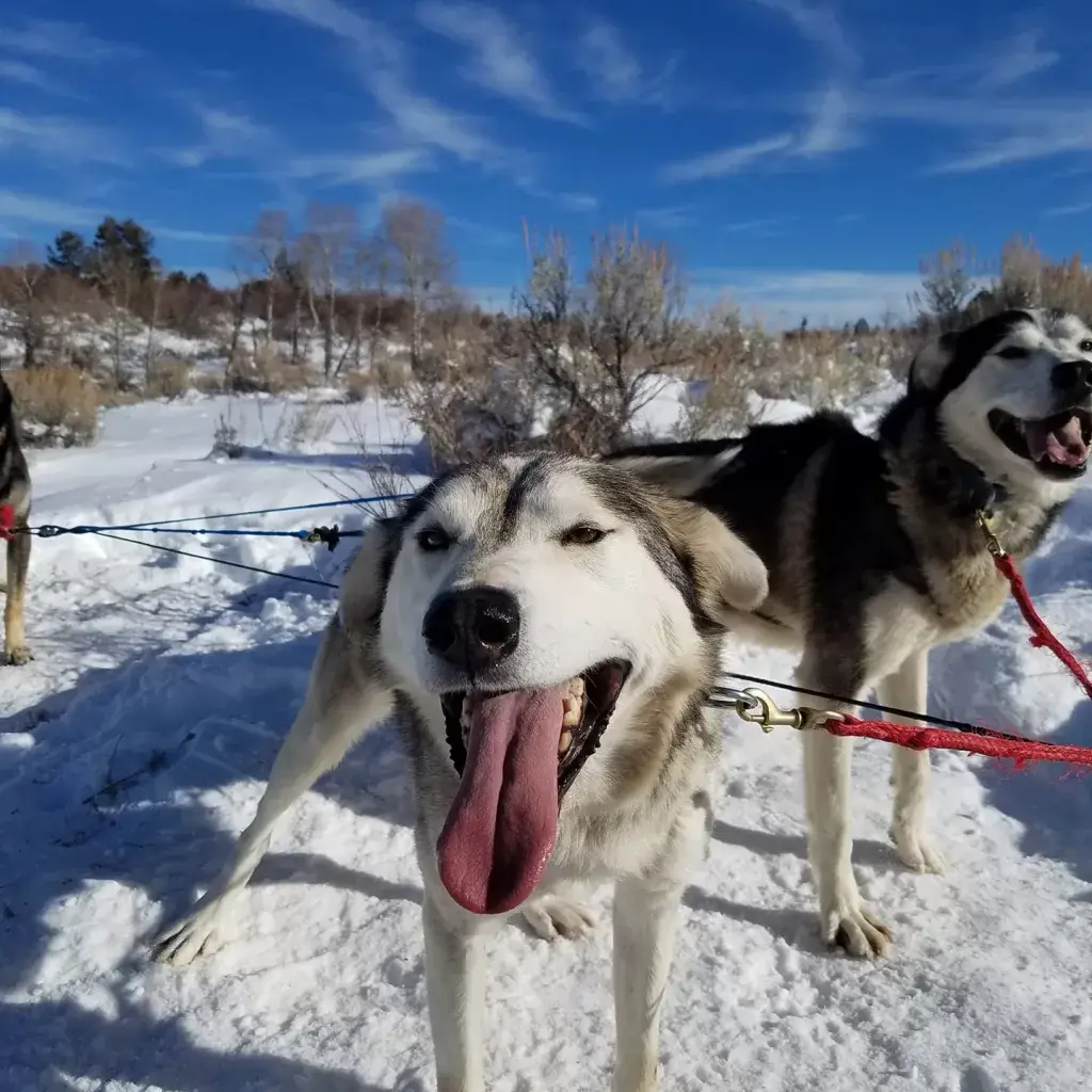 Mountain Musher Dog Sled Rides
