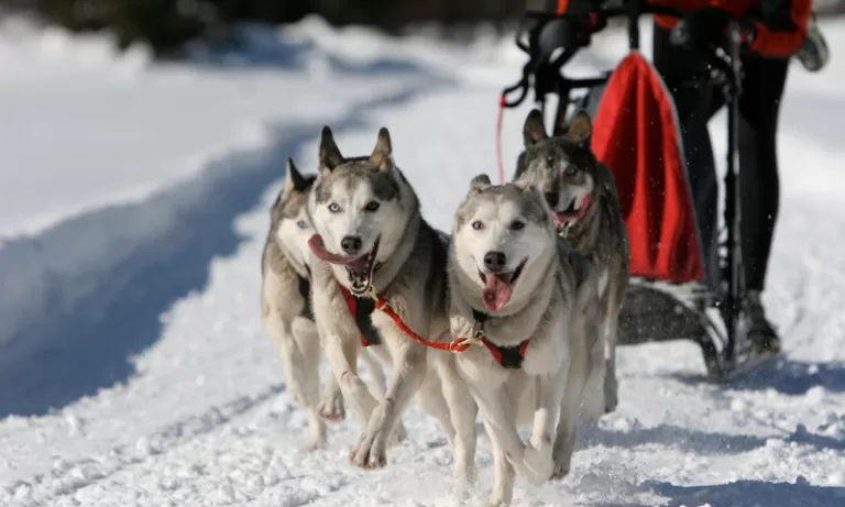 Dog Sled Tours