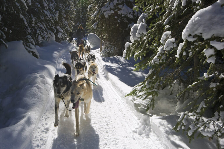 Sun Peaks Dog Sledding